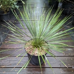 Yucca rostrata