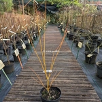 Acer palmatum Bi Hoo
