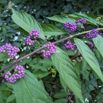 Callicarpa dichotoma Issai (2)