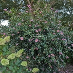 camellia sasanqua Plantation Pink (1)