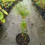 Cyperus papyrus Nofretete