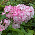 Hydrangea paniculata Framboisine (1)