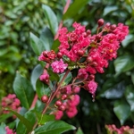 lagerstroemia indica Enduring Red (1)