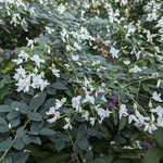 Lespedeza thunbergii Albiflora (3)