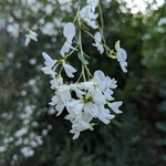 Lespedeza thunbergii Albiflora (5)