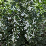 Lespedeza thunbergii Albiflora (1)