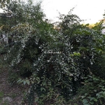 Lespedeza thunbergii Albiflora (4)