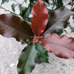 Photinia fraseri Volcano (3)