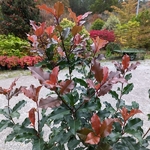 Photinia fraseri Volcano (2)