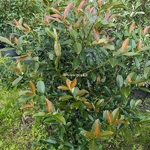 Viburnum odoratissimum Coppertop