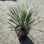 Yucca rostrata