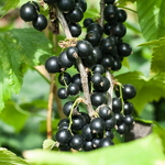 Ribes nigrum noir de bourgogne (1)