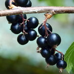 Ribes nigrum Géant de Boskoop (2)