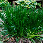 Allium Millenium (1)