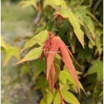 Acer oliverianum