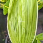 Bletilla striata Albostriata (2)