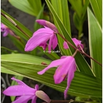 Bletilla striata Albostriata (1)