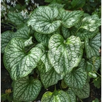 Brunnera macrophylla Jack Frost