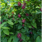 Calycanthus Aphrodite (1)