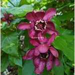 Calycanthus Aphrodite (2)