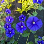 Convolvulus sabiatus Maroccan Beauty (1)
