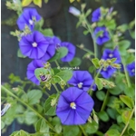 Convolvulus sabiatus Maroccan Beauty (2)