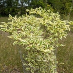 Cornus florida Cherokee Daybreak (1)