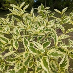 Cornus florida Cherokee Daybreak (2)