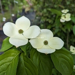 Cornus kousa Hyperion (1)