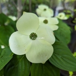 Cornus kousa Hyperion (2)