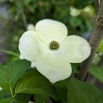 Cornus kousa Hyperion (3)