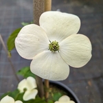 Cornus kousa Starlight (2)