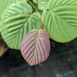 Corylopsis sinensis Spring Purple (1)