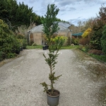 Cryptomeria japonica Bandai Sugi