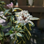 Daphne transatlantica Summer Ice (1)