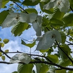 Davidia involucrata (1)