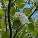 Davidia involucrata (2)