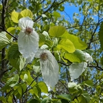 Davidia involucrata (4)