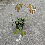 Epimedium Artic Wings (2)