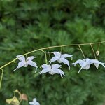 Epimedium Artic Wings (3)