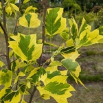Liriodendron tulipifera Aureomarginata (1)