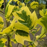 Liriodendron tulipifera Aureomarginata (3)