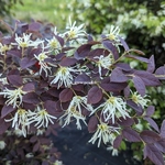 Loropetalum chinense rubrum Ruby Snow (1)