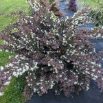 Loropetalum chinense rubrum Ruby Snow (2)