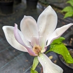 Magnolia Eva Maria (2)
