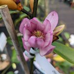 Magnolia Fairy Blush (1)