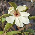 Magnolia Fairy Lime (1)