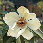 Magnolia Fairy Lime (2)
