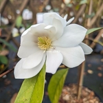 Magnolia Fairy White