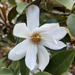 Magnolia Fairy White (2)